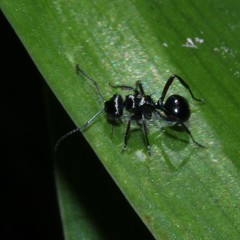 Polyrhachis clio