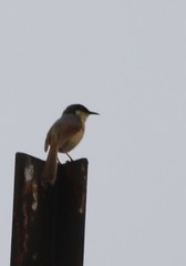 Prinia socialis