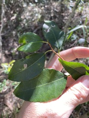 Excoecaria dallachyana