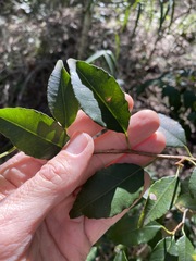 Excoecaria dallachyana