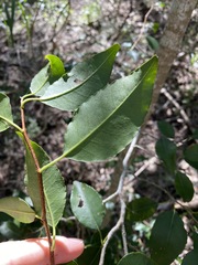 Excoecaria dallachyana