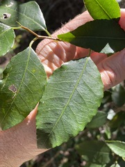 Excoecaria dallachyana