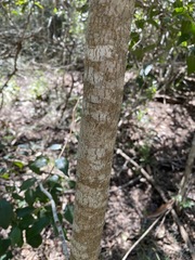 Excoecaria dallachyana