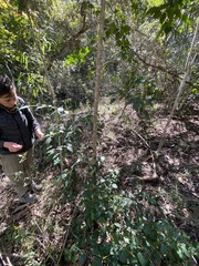 Excoecaria dallachyana