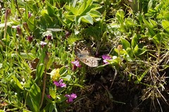 Euphydryas aurinia debilis