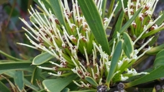 Hakea corymbosa