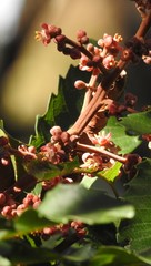 Cupaniopsis newmanii