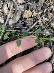 Chenopodium trigonon stellulatum