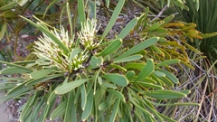 Hakea corymbosa