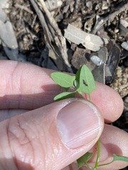 Chenopodium trigonon stellulatum