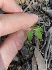 Chenopodium trigonon stellulatum