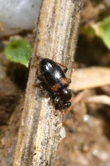 Hirticomus hispidus