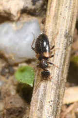 Hirticomus hispidus