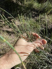 Allocasuarina luehmannii