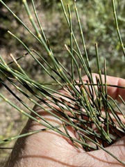 Allocasuarina luehmannii