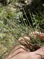 Allocasuarina luehmannii