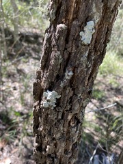 Allocasuarina luehmannii
