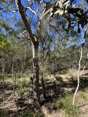 Allocasuarina luehmannii