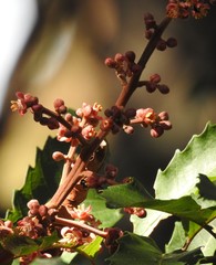 Cupaniopsis newmanii