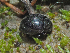 Lamprobyrrhulus nitidus