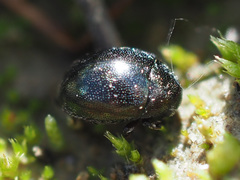 Lamprobyrrhulus nitidus