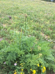 Ligusticum porteri