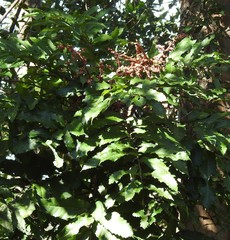 Cupaniopsis newmanii