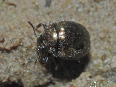 Lamprobyrrhulus nitidus