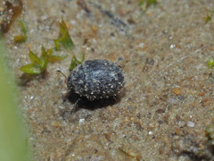 Chaetophora spinosa