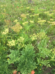 Ligusticum porteri