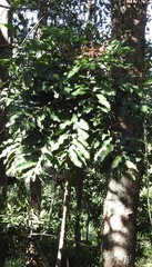 Cupaniopsis newmanii