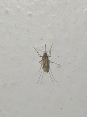 Aedes dorsalis