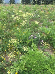 Ligusticum porteri