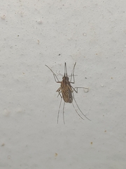 Aedes dorsalis