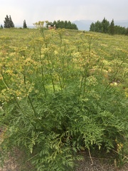 Ligusticum porteri
