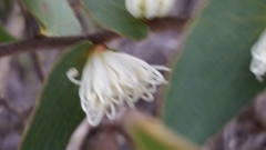Hakea ferruginea