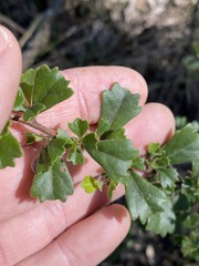 Dodonaea triangularis
