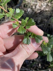 Dodonaea triangularis