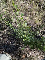 Dodonaea triangularis