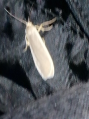 Eilema depressa