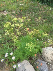 Ligusticum porteri