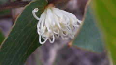 Hakea ferruginea