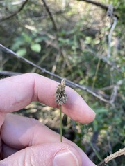 Echinopogon nutans