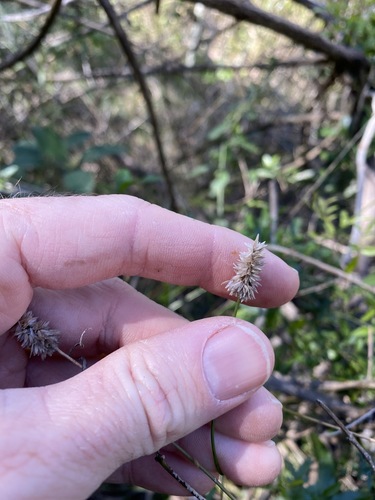 Image of Echinopogon nutans by (c) Greg Tasney, some rights reserved (CC BY-SA)