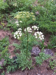 Ligusticum porteri
