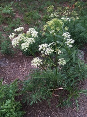 Ligusticum porteri