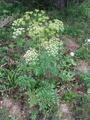 Ligusticum porteri