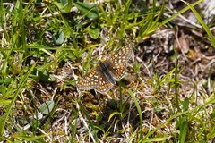 Euphydryas aurinia debilis