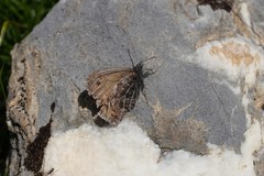 Oeneis glacialis