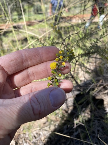 Image of Acacia amblygona by (c) Greg Tasney, some rights reserved (CC BY-SA)